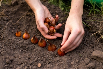 que planter au jardin en novembre bulbes de tulipes