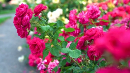 que planter avec un rosier