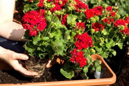 engrais naturel pour géranium avec du lait