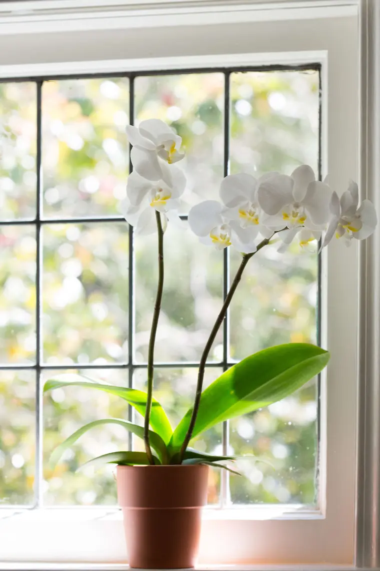 quelle est la température minimum pour les orchidées