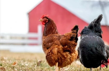remède grand-mère pour faire pondre les poules