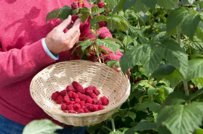 tailler framboisiers avant hiver
