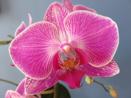 température idéale pour orchidée extérieur éte