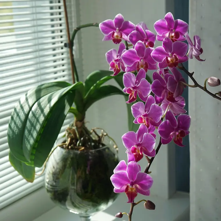 température idéale pour orchidée intérieur