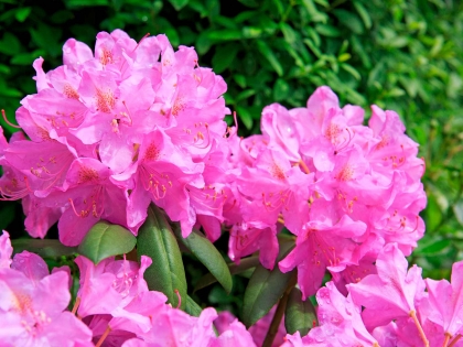 terre de bruyère plantes qu'est-ce que c'est