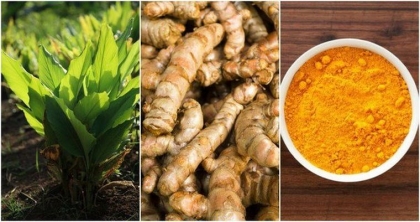 utiliser le curcuma dans le jardin astuces