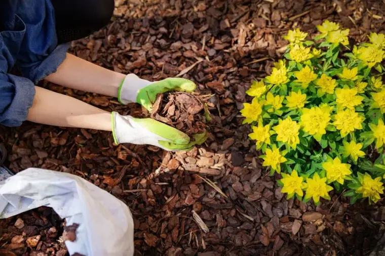 voile d'hivernage pour plantes