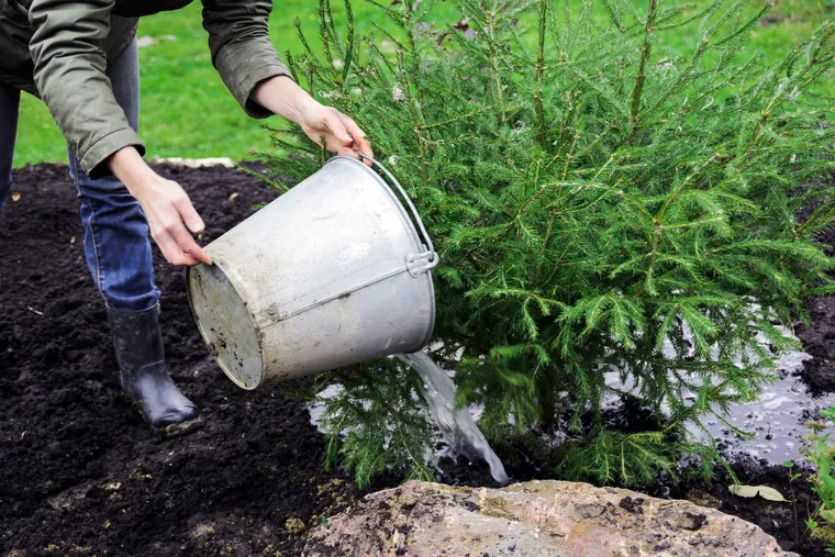 Arrosez les plantes pour prévenir les dommages causés par le froid et les protéger pendant l'hiver