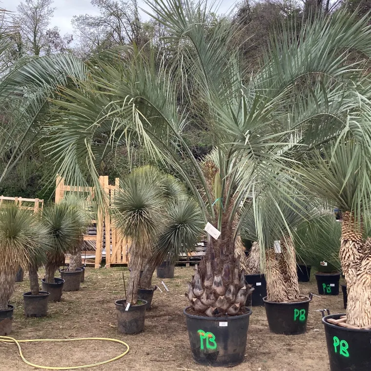 butia capitata comment proteger palmier hiver