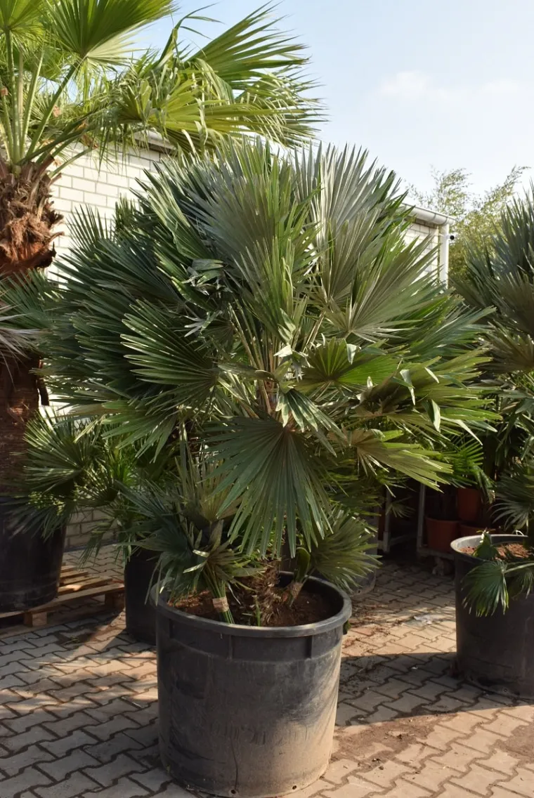 chamaerops humilis palmier en pot hiver
