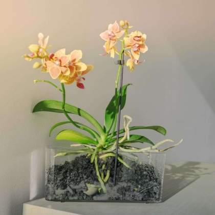 Comment couper les racines d'orchidées