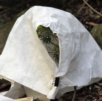 Comment protéger vos plantes en hiver