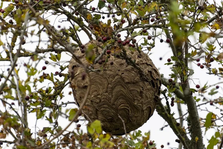 Comment se débarrasser des nids de frelons asiatiques
