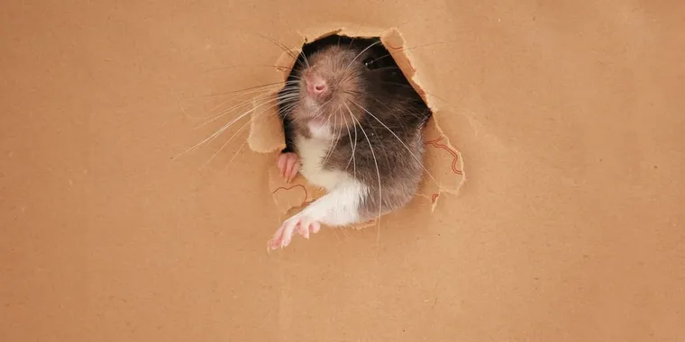 Comment se débarrasser des rats dans les murs