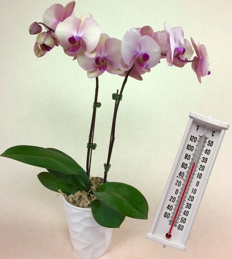 Les orchidées - Un guide sur la température idéale pour faire refleurir