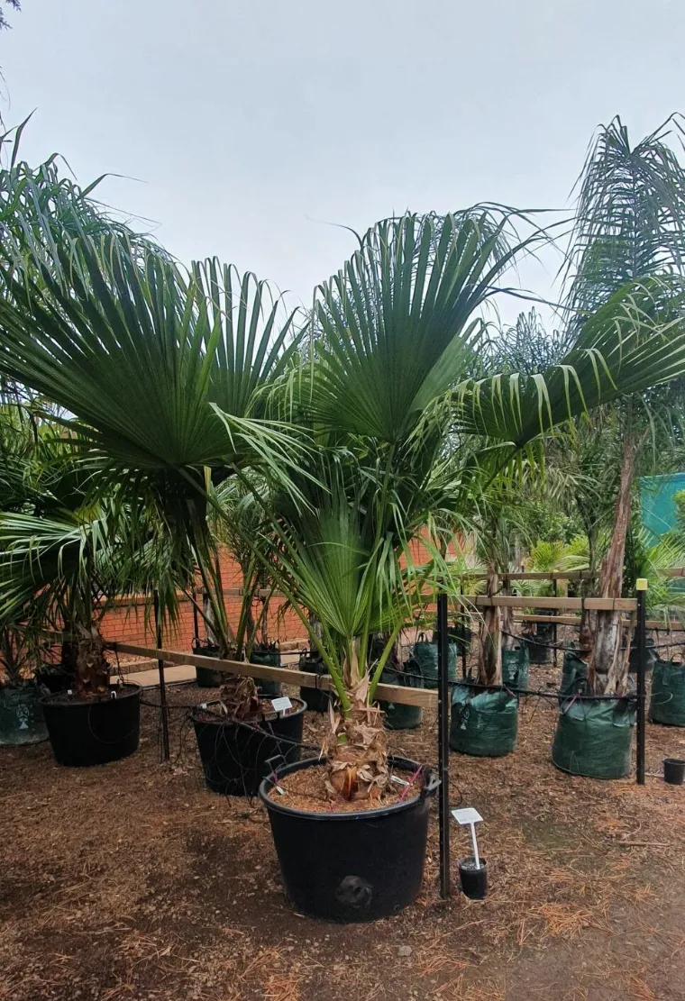 livistona chinensis chinese fan palmier en hiver