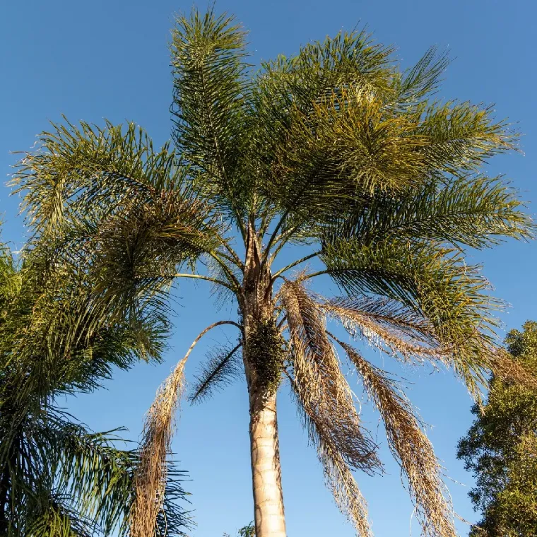 queen palm syagrus romanzoffiana