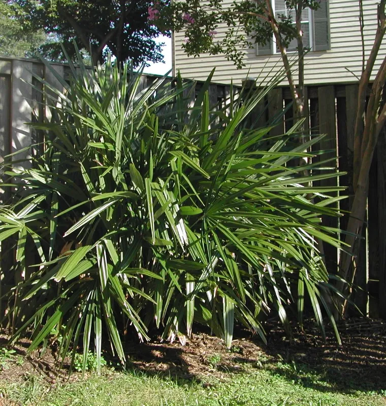 rhapidophyllum hystrix proteger un palmier en hiver