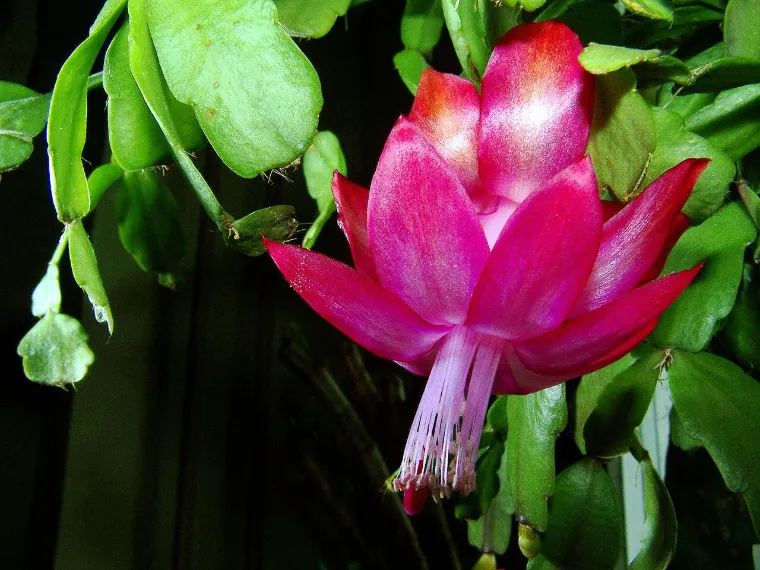 schlumbergera bridgesii plante cactus de noel