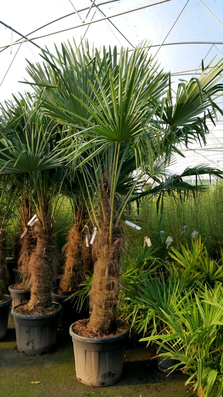 Trachycarpus Fortunei hivernage palmiers