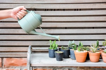 frequence d'arrosage des plantes succulentes