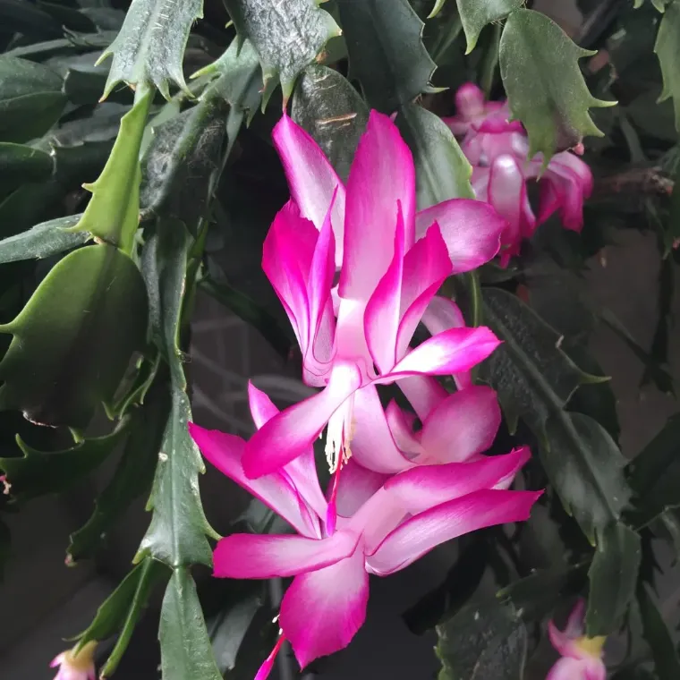 cactus de thanksgiving schlumbergera truncata