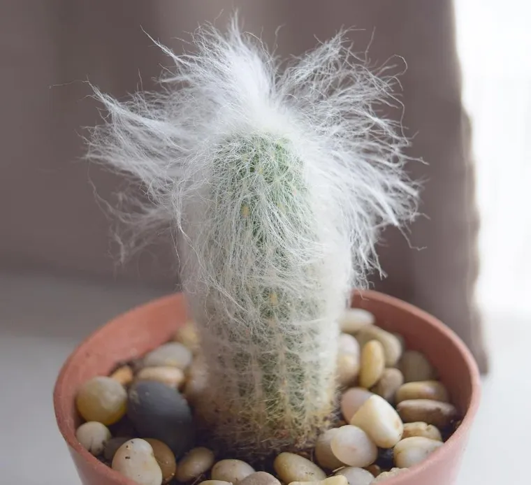 cactus tête de viellard
