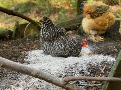 cendre bois pour poules poulailler