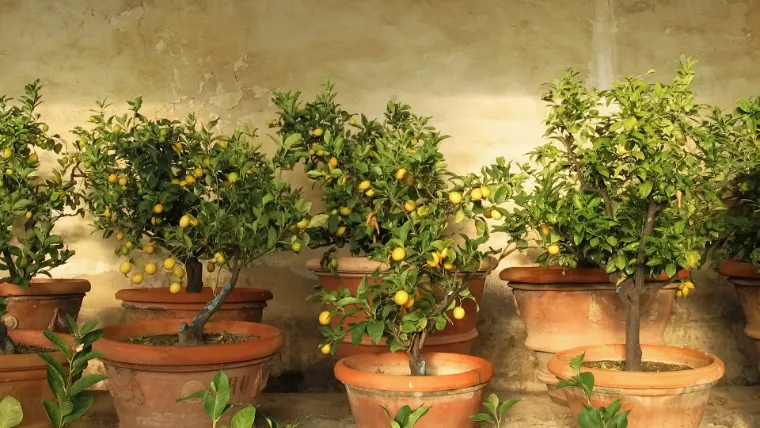 changer régulièrement de pots citronniers