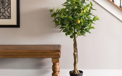 citronnier en pot entretien hiver