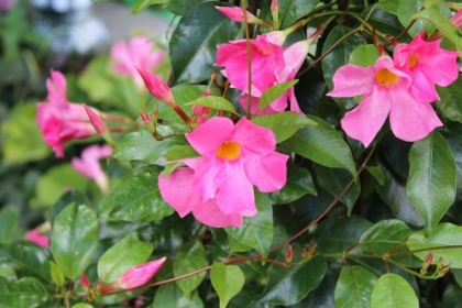 comment conserver dipladenia intérieur hiver