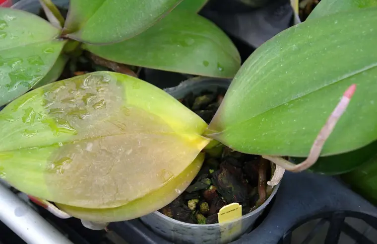 comment faire refleurir orchidée cymbidium