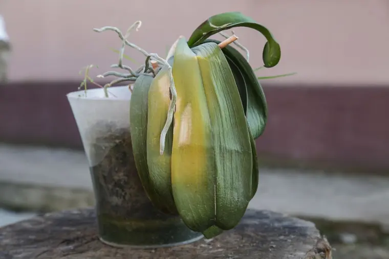 comment faire refleurir orchidée phalaenopsis