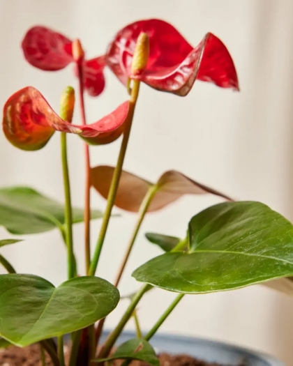 quel engrais pour faire refleurir un anthurium