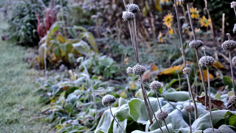 comment protéger les plantes du froid et du gel