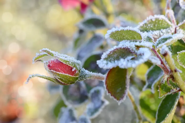 comment sauver les plantes en hiver du gel