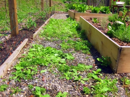 comment se débarrasser des mauvaises herbes au potager