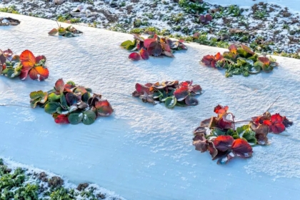 entretenir son jardin en hiver