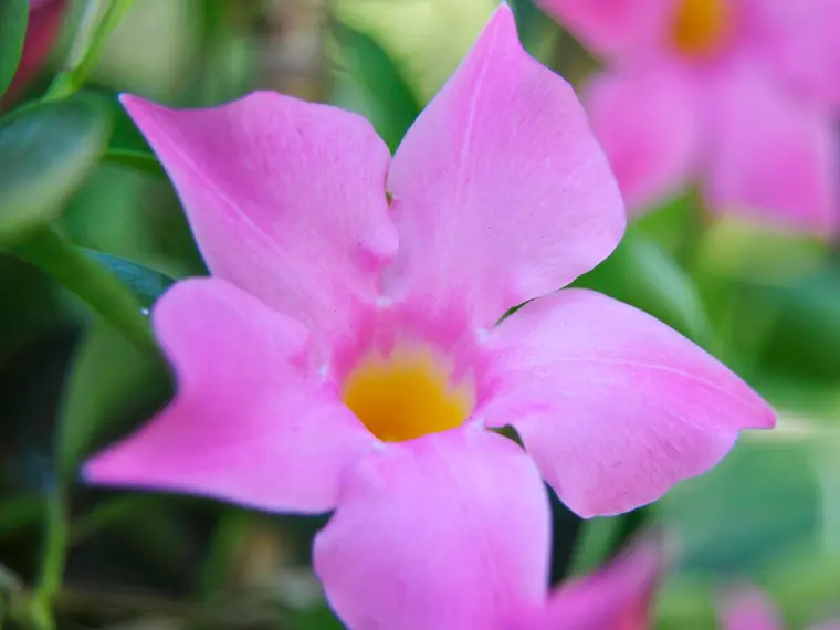 entretien du dipladenia l'hiver