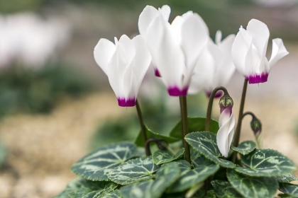 faire refleurir un cyclamen en pot