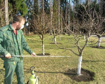mettre de la bouillie bordelaise sur les arbres