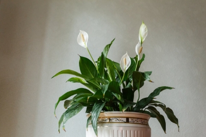 plante d'intérieur lys de la paix maison