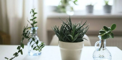 plantes grasses hiver intérieur