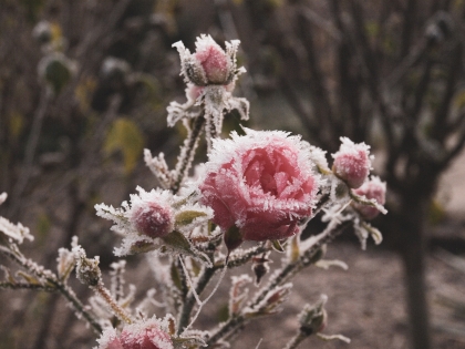 plantes vertes en hiver gel