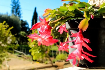 quel engrais pour cactus de noël