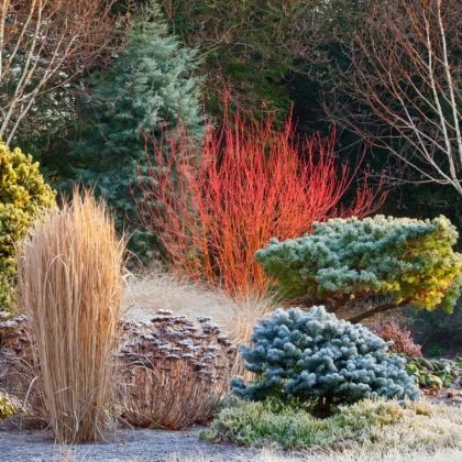 quoi semer en décembre au jardin