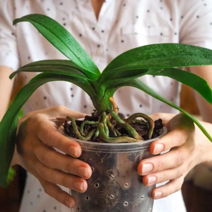 refleurir orchidée astuces