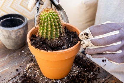 rempoter un cactus techniques