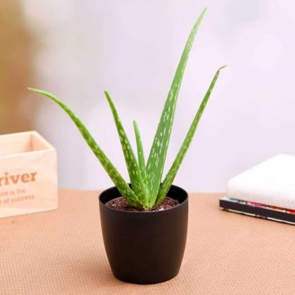 Comment prendre soin des aloe vera en hiver 2023