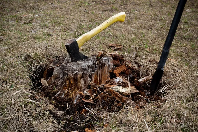 Comment se débarrasser des souches d'arbres rapidement